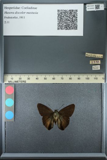 Media type: image;   Entomology 186662